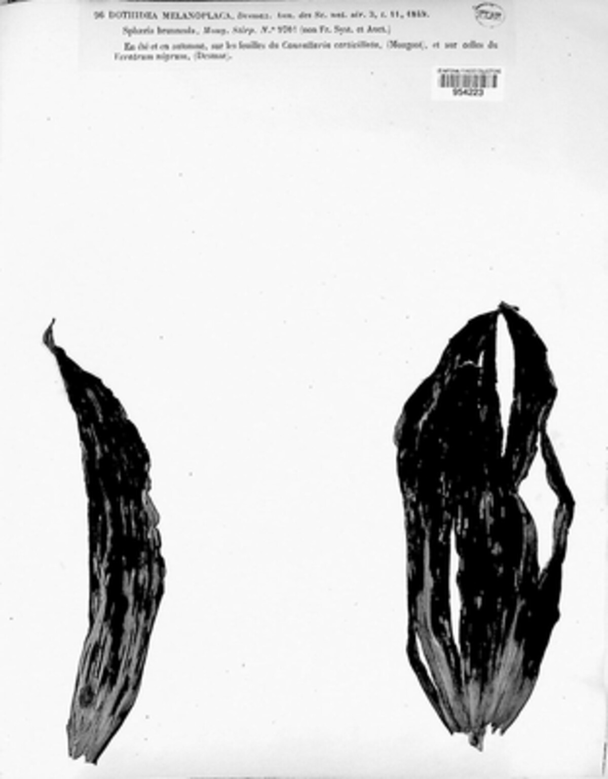Phyllachora melanoplaca image